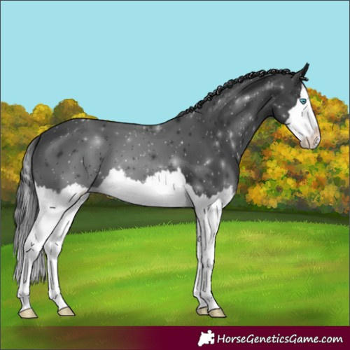 Horse Color:Black Splash 