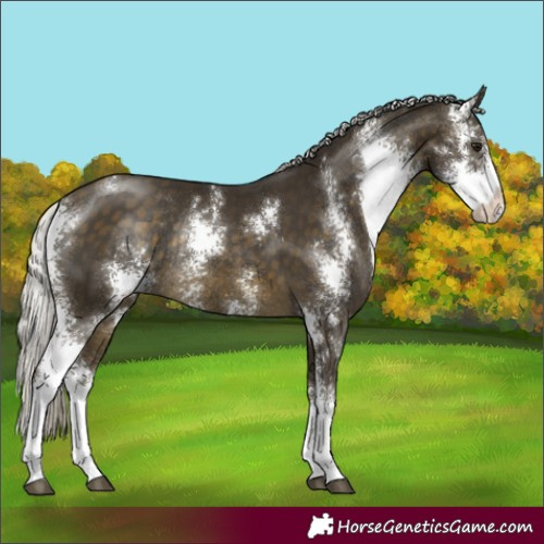 Horse Color:Silver Buckskin Sabino Rabicano 