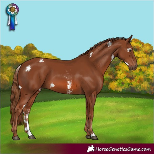 Horse Color:Chestnut Sabino 