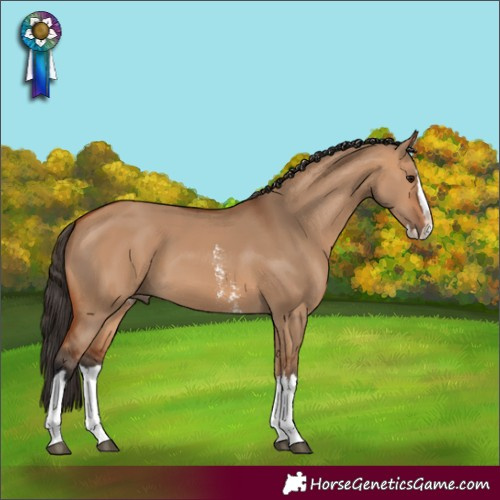 Horse Color:Bay Dun Sabino Splash