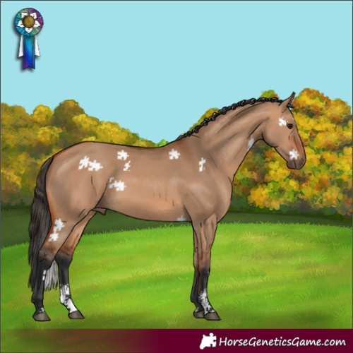 Horse Color:Bay Dun Sabino 