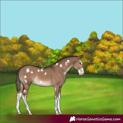 Horse Color:Liver Red Dun Splash 