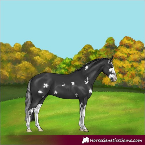 Horse Color:Black Splash