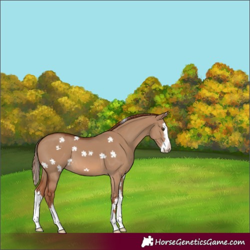 Horse Color:Red Dun Splash 