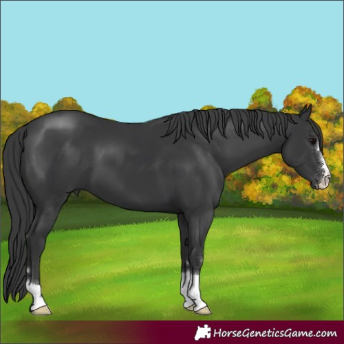Horse Color:Black 