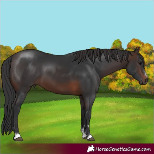 Horse Color:Brown 