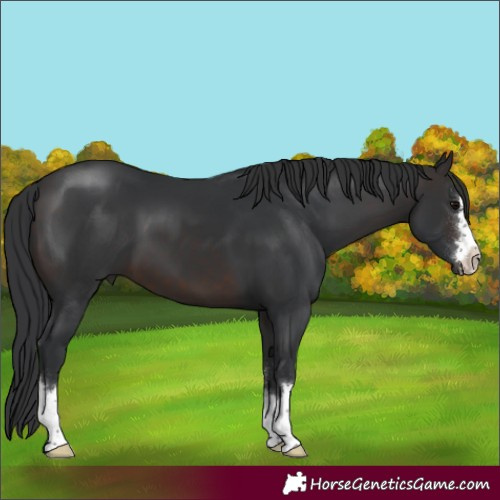 Horse Color:Brown 