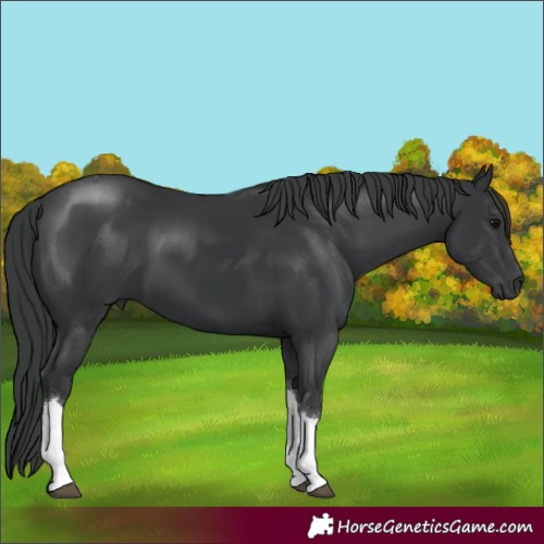 Horse Color:Black Tobiano 