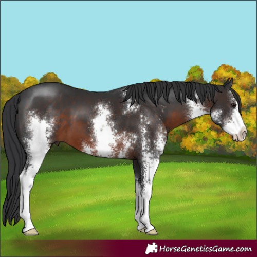 Horse Color:Brown Sabino 