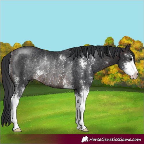 Horse Color:Brown Sabino Rabicano 