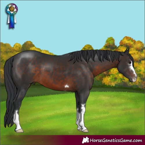 Horse Color:Brown 