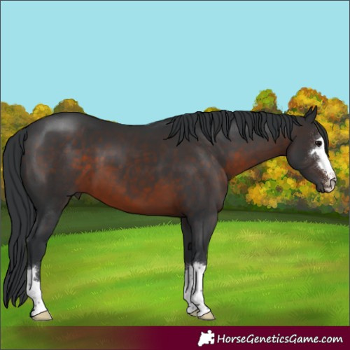 Horse Color:Brown 