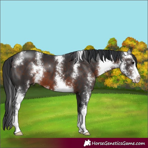 Horse Color:Brown Sabino