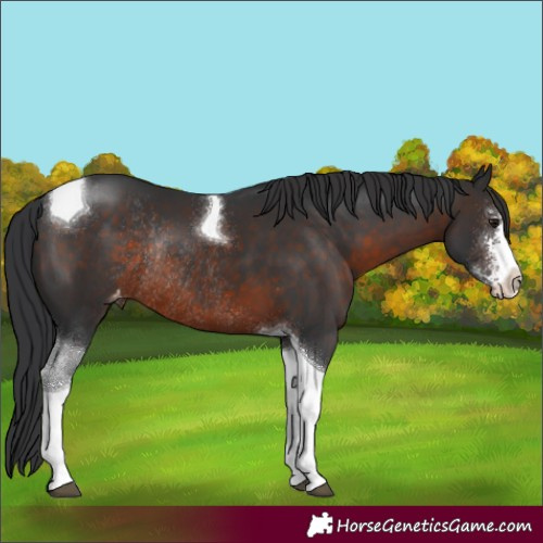 Horse Color:Brown Sabino Tobiano Varnish Rabicano