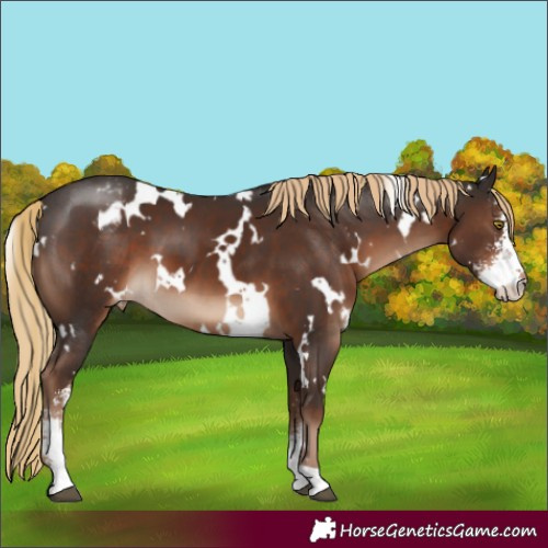 Horse Color:White Spotted Liver Chestnut Sabino Varnish