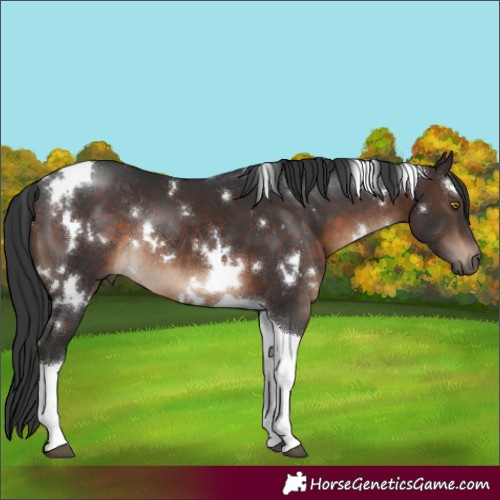 Horse Color:White Spotted Brown Tobiano Rabicano 