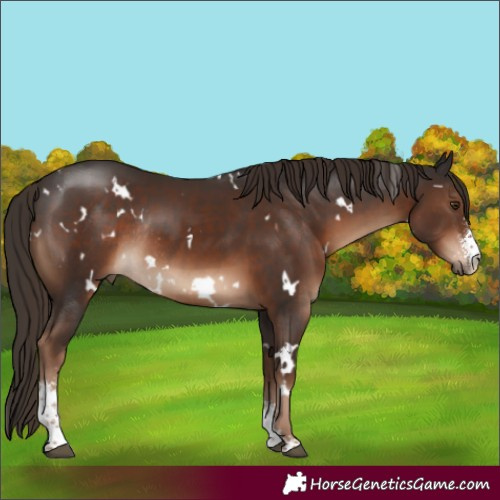Horse Color:White Spotted Liver Chestnut Sabino Rabicano 