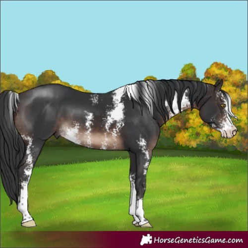 Horse Color:Brown Sabino 