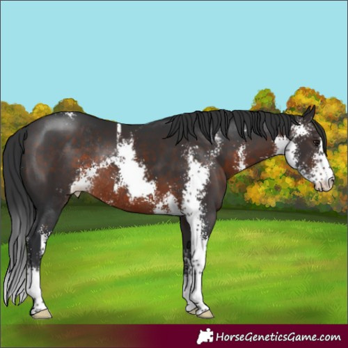Horse Color:Brown Sabino Varnish Rabicano
