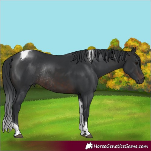 Horse Color:Brown Tobiano Rabicano