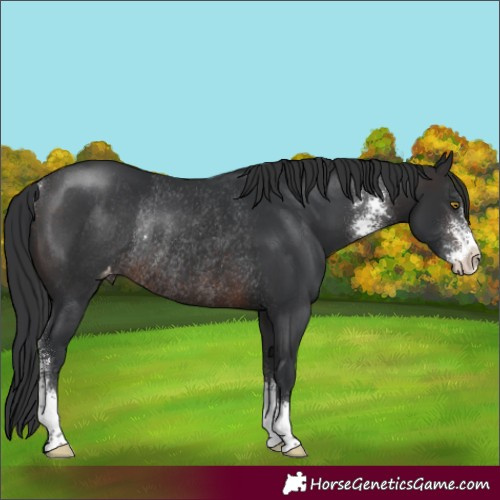 Horse Color:Brown Sabino Varnish Rabicano