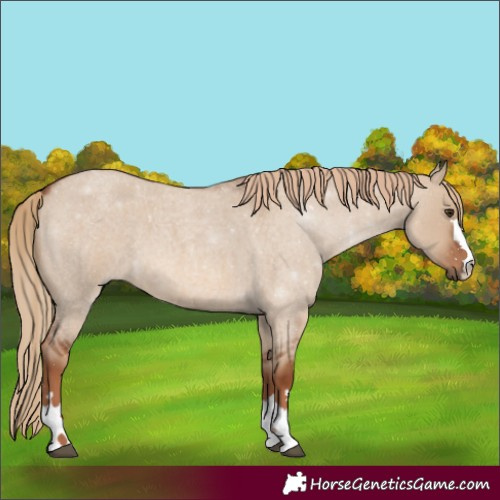 Horse Color:Red Dun Roan