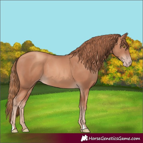 Horse Color:Gold Champagne