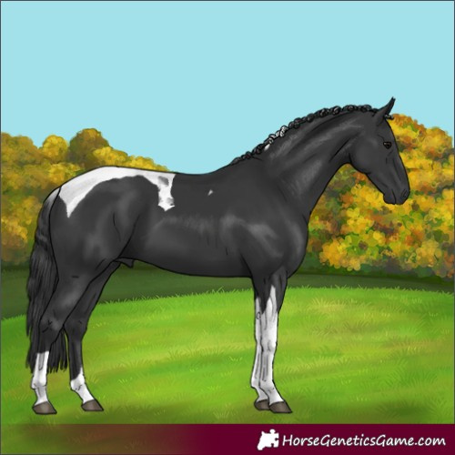 Horse Color:Black Tobiano 