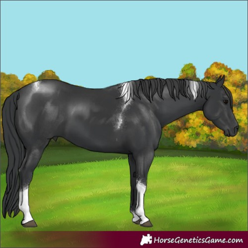 Horse Color:Black Tobiano 