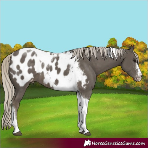 Horse Color:Silver Smoky Black Tobiano Blanket