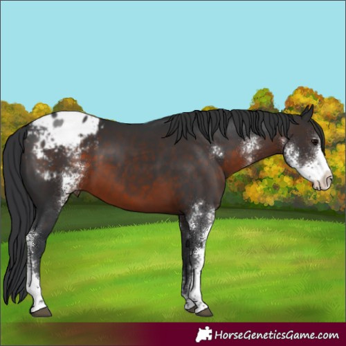 Horse Color:Brown Sabino Varnish Rabicano