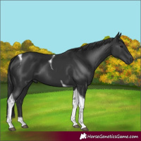Horse Color:Black Tobiano 