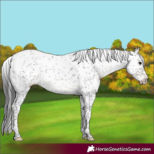 Horse Color:Brown Sabino Rabicano 
