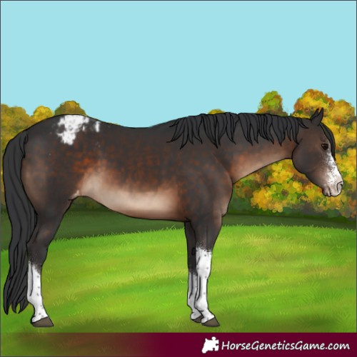 Horse Color:Brown Sabino Tobiano Varnish