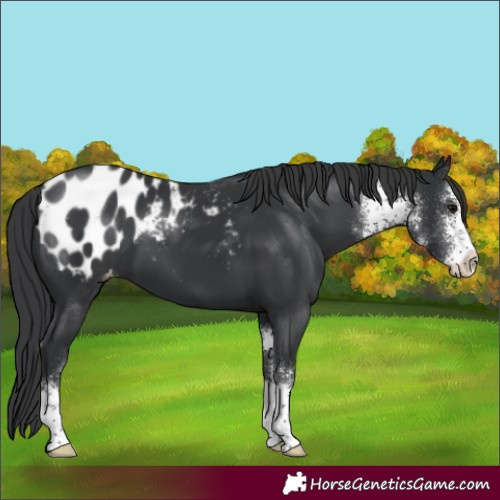 Horse Color:Black Sabino Blanket 