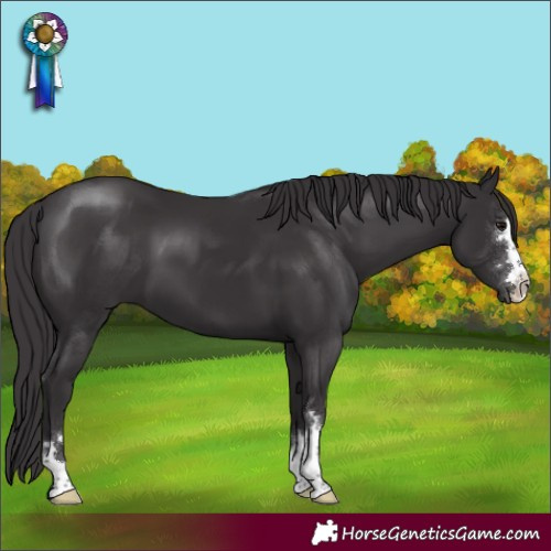 Horse Color:Smoky Black