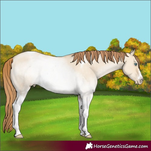 Horse Color:Smoky Grullo Pearl Tobiano 