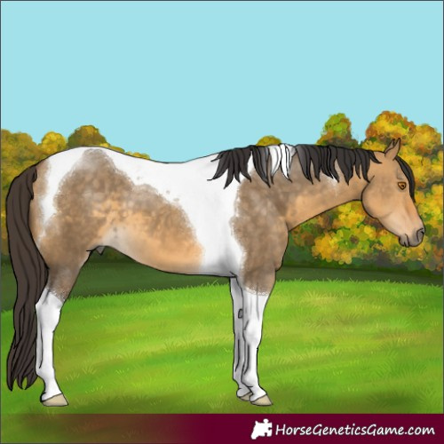 Horse Color:Buckskin Dun Tobiano