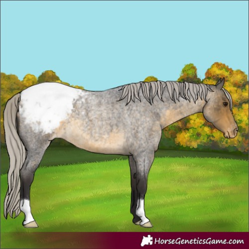 Horse Color:Silver Buckskin Roan Snowcap 