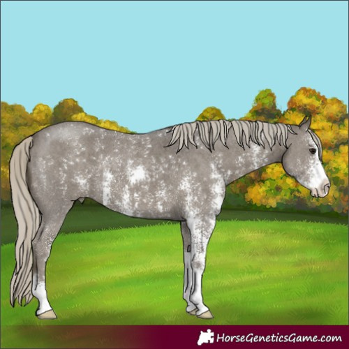 Horse Color:Silver Smoky Black Sabino 