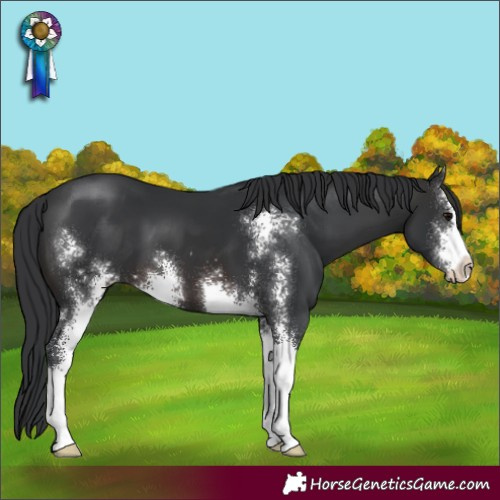Horse Color:Brown Sabino