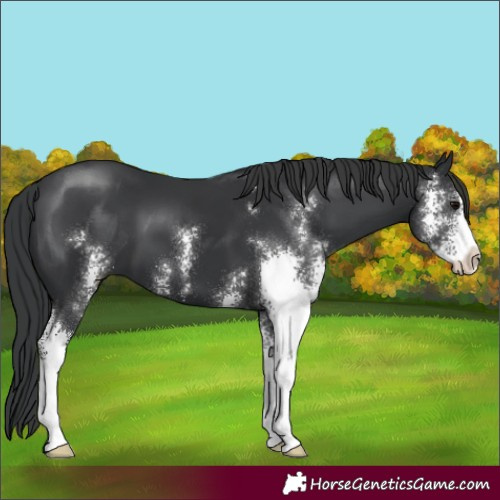 Horse Color:Black Sabino