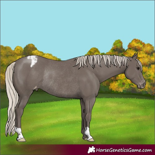 Horse Color:Silver Smoky Black Varnish Rabicano 