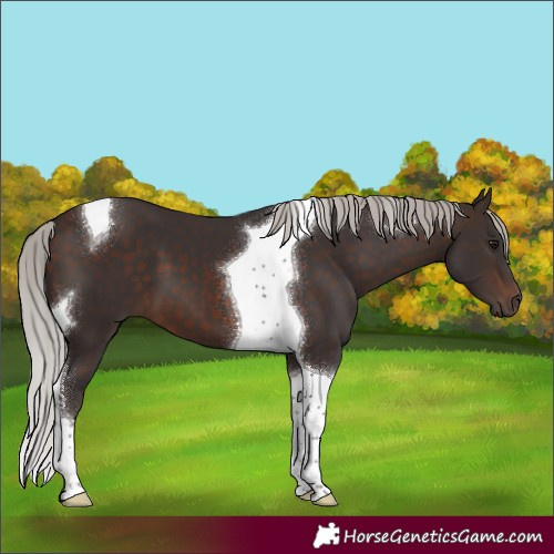 Horse Color:Silver Brown Tobiano 