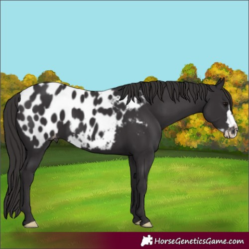 Horse Color:Smoky Black Frame Blanket
