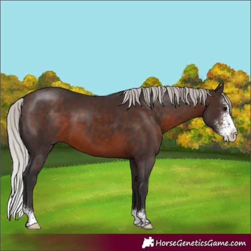 Horse Color:Silver Brown Sabino