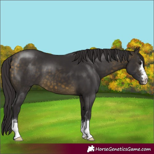 Horse Color:Buckskin 