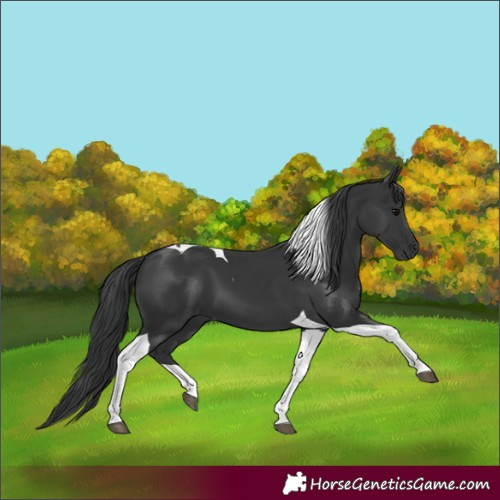 Horse Color:Black Tobiano