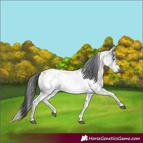 Horse Color:White Spotted Blue Roan Splash Frame Near Leopard
