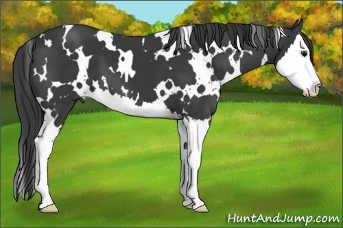 Horse Color:White Spotted Black Splash